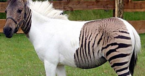 Zorse - True Wildlife Creatures