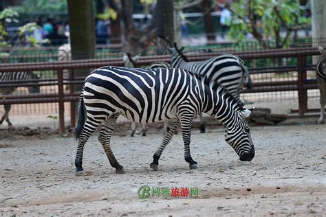 广州动物园图片欣赏68050-U途旅游网