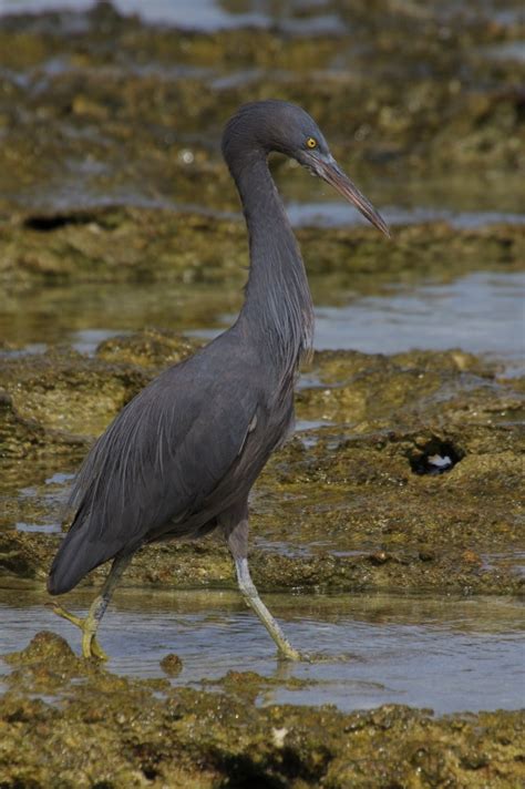 Eastern Reef Egret (Egretta sacra) dark morph