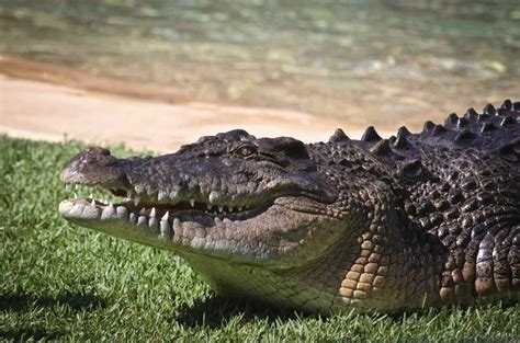 Quick Facts About Saltwater Crocodiles