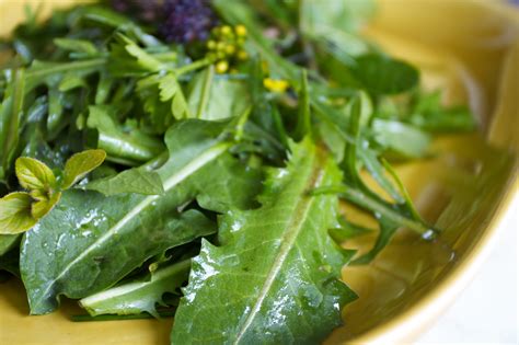 Dandelion & Sorrel Salad | Mixed Greens Blog