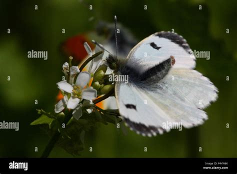 Female Orange-tip Butterfly Stock Photo - Alamy