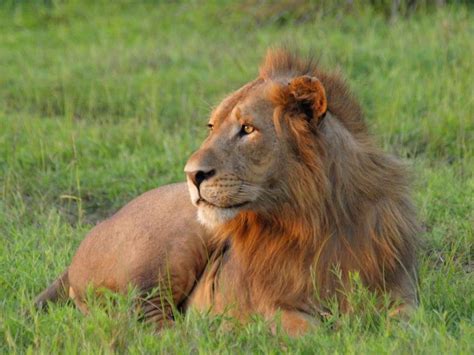 Lion - Parque Nacional da Gorongosa - Moçambique (Gorongosa National ...