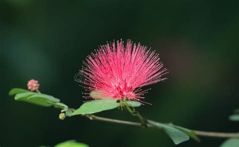 Radiant Pink Flower stock image. Image of nature, plant - 40249725