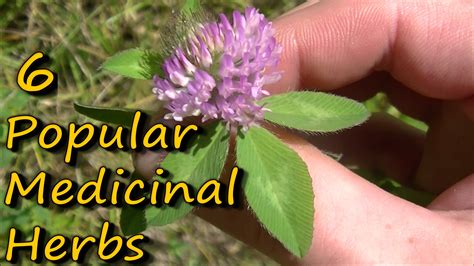 6 Popular Medicinal Plants & Herbs - Published on Jul 15, 2016 - 7 popularly used medicinal ...