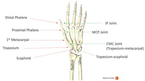 Diagram Of Thumb Anatomy