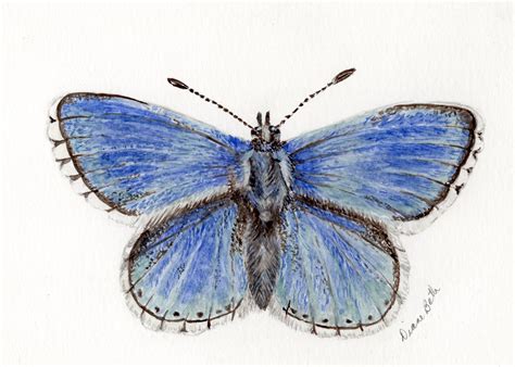 Adonis Blue Butterfly | Diane Constantine