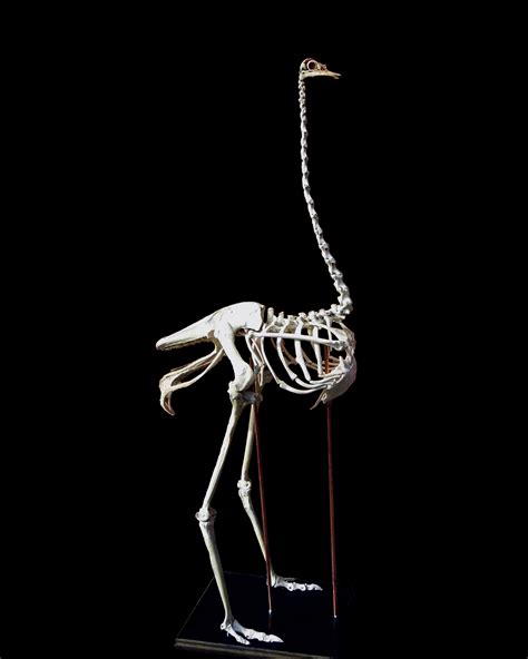 Taxidermy Ostrich Skeleton