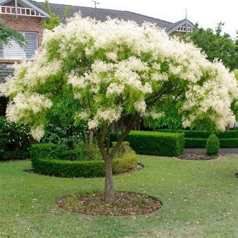 Flowering Ash - Hello Hello Plants & Garden Supplies