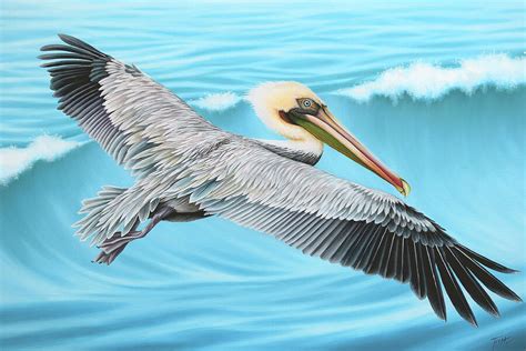 Flying Pelican Painting by Tish Wynne - Pixels