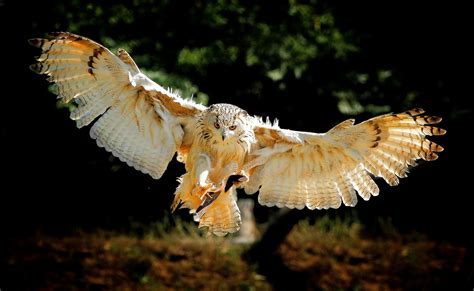 🔥 [40+] Owl Flying Wallpapers | WallpaperSafari