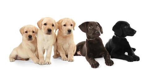 Labrador Retriever: Easy to train dogs good for first-time owners