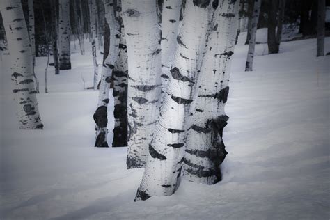 Snowy Aspens Winter Aspen Trees Forest Snow Snow Winter | Etsy | Aspen ...