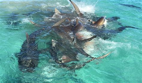 VIDEO: Tiger shark feeding frenzy in WA - Australian Geographic