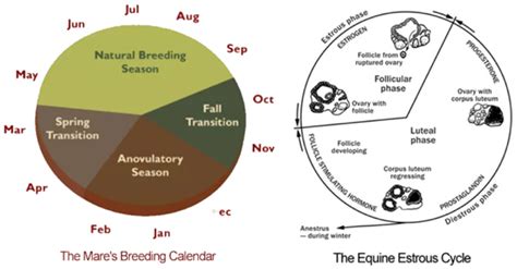 Understanding the Mare's Breeding Cycle Chart - NexGen Pharmaceuticals