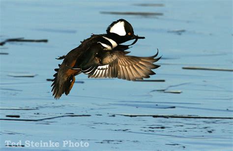 Hooded Merganser