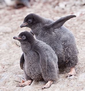 Adelie Penguin Chicks | Eleanor Briccetti | Flickr