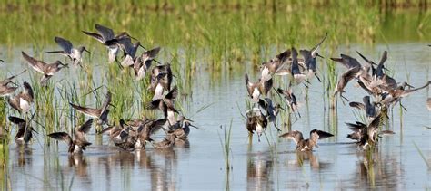 How to Create Duck Habitat on Your Land | Land.com