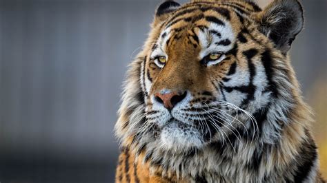 2560x1440 Tiger Closeup 4k 1440P Resolution HD 4k Wallpapers, Images ...