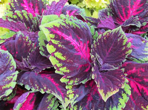 Flower and Vegetable Planting Tips - Sturtz & Copeland Garden Blog