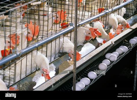 Egg laying hens, Poultry Farm, Canada Stock Photo, Royalty Free Image ...