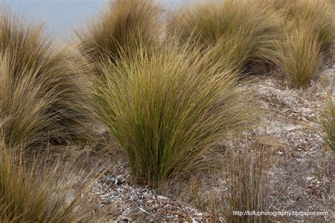 Tofu Photography: Tussock grass