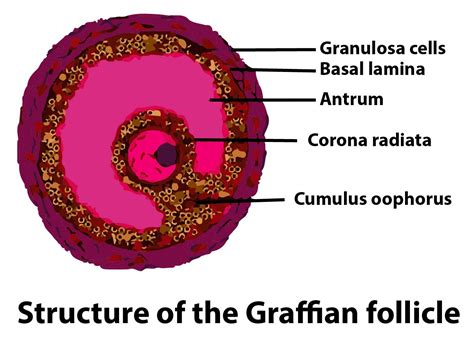 Thick\/ follicular cells surrounding oocyte in graafian follicle belong to (a)Zona pellucida(b ...