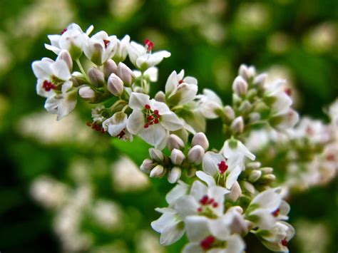 Buckwheat Flowers