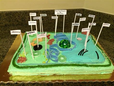 Edible plant cell project. | Plant cell, Plant cell model, Cells project