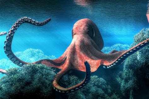 Octopuses adjust their hunting strategy according to prey • Earth.com