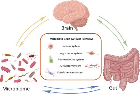 Review of microbiota gut brain axis and innate immunity in inflammatory and infective diseases ...