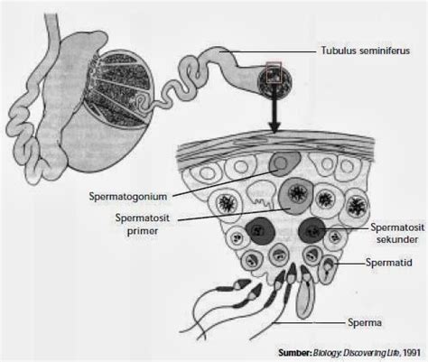 Penjelasan Tentang Gametogenesis | Biologi Indonesia