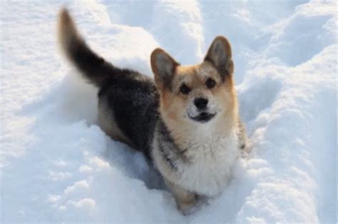 Dogs Doggo GIF - Dogs Doggo - Discover & Share GIFs