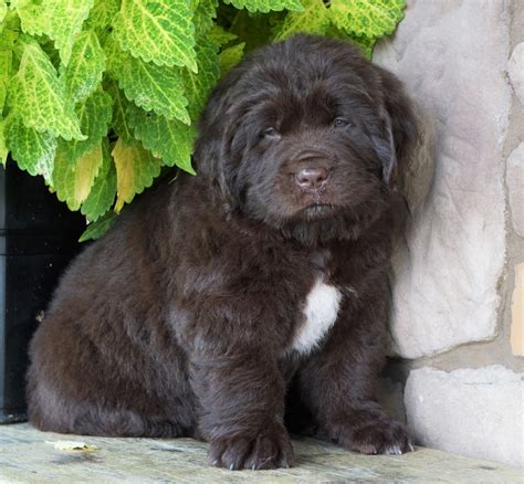 AKC Registered Newfoundland For Sale Dalton, OH Female- Connie – AC ...