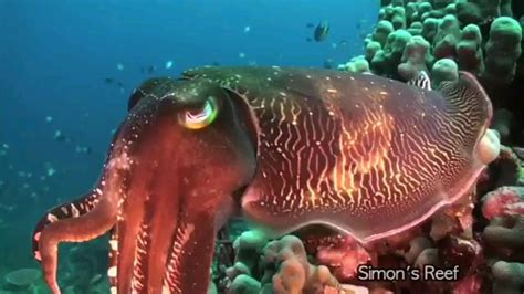 A cuttlefish has three hearts, blue-green blood, and horizontal vision which allows them to see ...