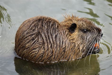 Baby Coypu Feeding on a Carrot | Biberrattenkind (Myocastor … | Flickr