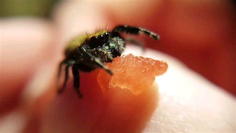 A jumping spider eating watermelon! They can gain hydration through ...