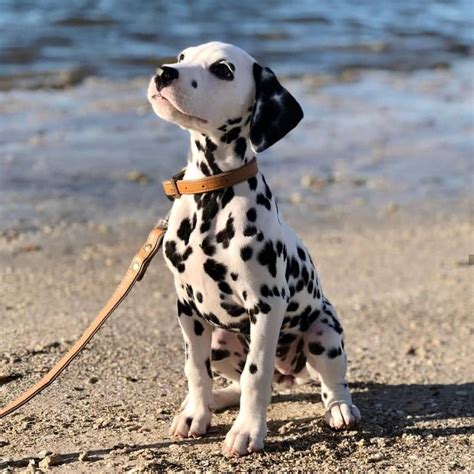 14 Amazing Things About Dalmatians | Dalmatian puppy, Cute dogs and puppies, Puppies