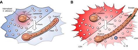 Maintaining phagosome integrity during fungal infection: do or die?