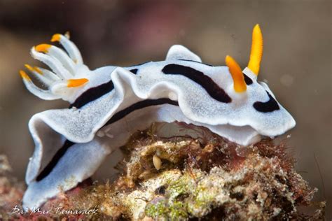 Beautiful Nudibranchs of Lembeh Strait