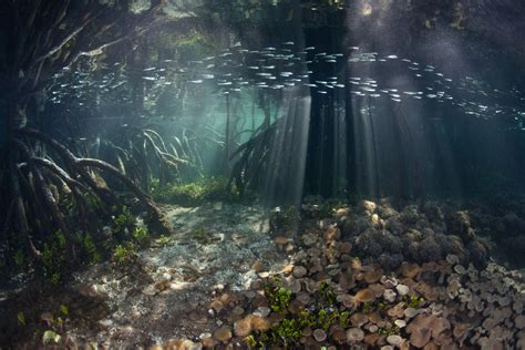 Underwater Photographer Ethan Daniels's Gallery: Underwater Seascapes: Mangrove Forest - DivePh ...