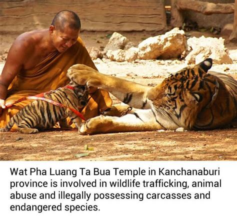 Dead Tiger Cubs Discovered In Freezer At Buddhist Temple (8 pics)