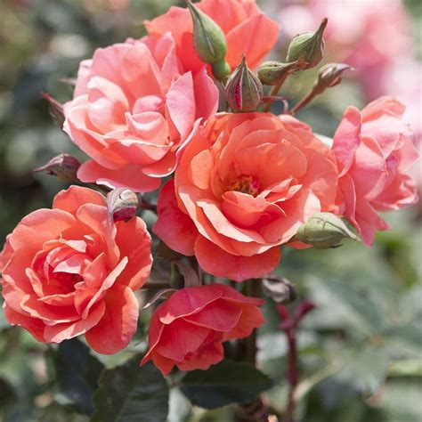 Rose Coral Knock Out® | Knockout roses colors, Knockout roses, Shrub roses