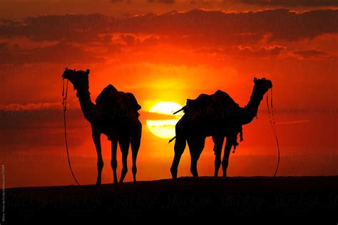 Silhouette Of Camels In The Desert At Sunset | Stocksy United