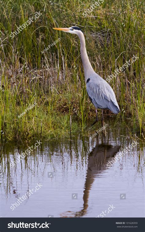 Great Blue Heron In Natural Habitat On South Padre Island, Tx. Stock Photo 131628359 : Shutterstock