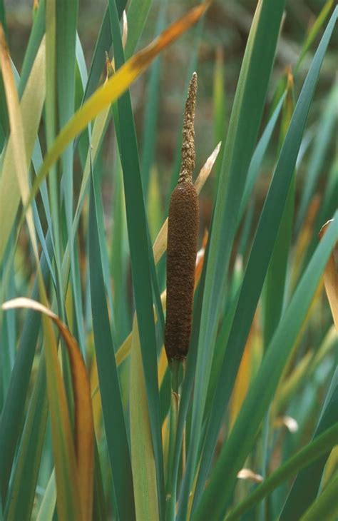 Cattails: A Wetlands Supermarket