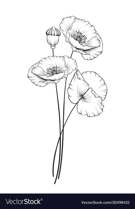 Flat single poppy on white background. Summer or spring illustration of ...