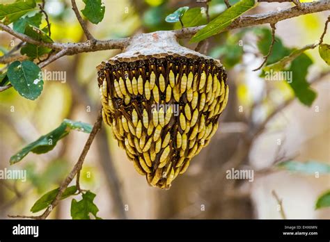 Wasp nest - known locally as 'Dog's Teeth' - hanging from tree in the Somoto Canyon, Somoto ...