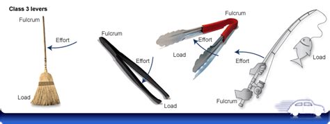 Third class levers examples | Science online