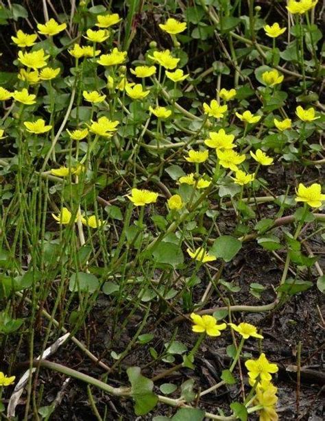 Marsh Marigold - ITEX-AON understanding tundra ecosystem change - Grand Valley State University